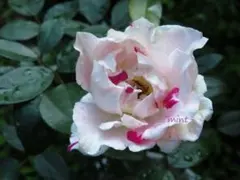 2025年最新】一期一会バラ苗の人気アイテム - メルカリ