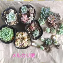 多肉植物　ミニミニ苗　カット苗　葉挿し　20種セット
