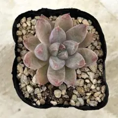 霜飾り 抜き苗 多肉植物 ミックスベリア おらいさん苗 - メルカリ