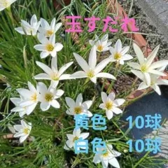 玉すだれ（ゼフィランサス)　球根のサムネイル