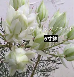 2026年最新】セルリア ブラッシングブライドの人気アイテム - メルカリ