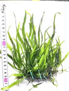 2026年最新】ミクロソリウム ナローリーフの人気アイテム - メルカリ