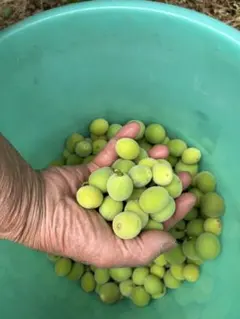 無農薬青梅　2キロ　Niconicoco様専用