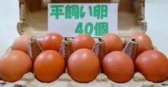 源さんの平飼い卵. M〜2L80個 10個入り8パック 朝採れ新鮮 常温発送 