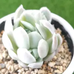 あさみ様 リクエスト 2点 まとめ商品