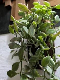 2026年最新】ディスキディアの人気アイテム - メルカリ