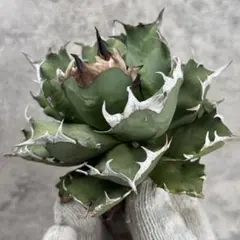 2025年最新】姫姫厳龍の人気アイテム - メルカリ