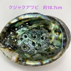 NO58-90 クジャクアワビ(貝殻) 磨き　約18.7cm