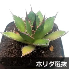 A51 実生選抜 アガベ ホリダsspホリダ