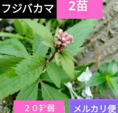 2025年最新】ふじばかまの人気アイテム - メルカリ