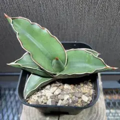 ももか☆プロフ必読!!!様 リクエスト 2点 まとめ商品