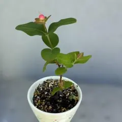 ヒペリカム 実生苗 クリーム色の実 メルカリ便発送‼️ - メルカリ