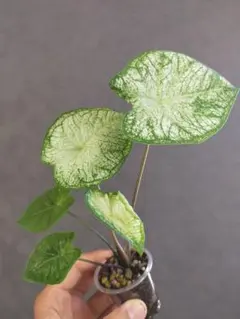 カラジウム ムーンライト 透き通る白葉に映えるグリーンのモザイク①