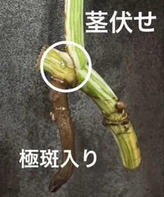 A10斑入り モンステラ ボルシギアナ ホワイトタイガー 茎伏せ ネコポス