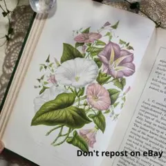 植物図鑑　洋書　ボタニカルアート　アンティーク　リトグラフ　28 植物図鑑 洋書 ボタニカルアート アンティーク リトグラフ 33 - メルカリ