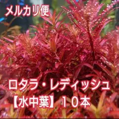 【メルカリ便】ロタラ・レディッシュ【水中葉】☘️１０本‼️のサムネイル