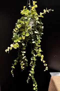 観葉植物 エスキナンサス タイピンク 5号吊り鉢 おしゃれ 842 - メルカリ