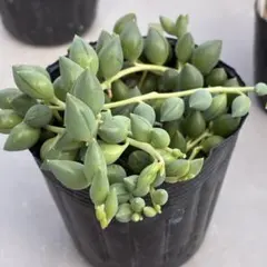 専用　多肉植物　グリーンネックレス2ポット分　抜き苗