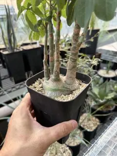 Adenia aculeata アデニア アクレアータ 挿し木苗 発根済み - メルカリ