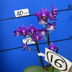 胡蝶蘭 16碧のサムネイル