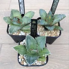 2025年最新】アガベ チタノタ セットの人気アイテム - メルカリ