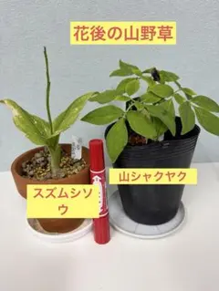 2026年最新】ヤマシャクヤクの人気アイテム - メルカリ