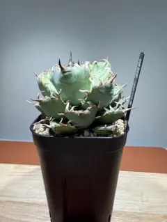 2026年最新】植物棚 アガベの人気アイテム - メルカリ