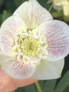 クリスマスローズ種　広瀬園芸　グリーンリバーシブル✕蜃気楼　大木ナーセリー クリスマスローズ種 広瀬園芸 グリーンリバーシブル✕蜃気楼