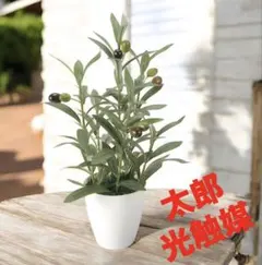 光触媒　人工観葉植物　ウォールグリーンフェイクグリーン　オリーブＳのサムネイル