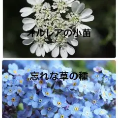 忘れな草の種オルレアの小苗