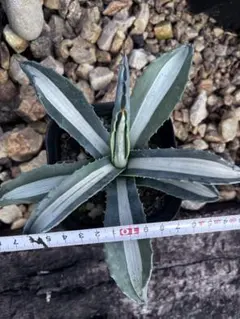 2025年最新】アガベ華厳の人気アイテム - メルカリ