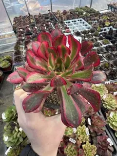 2026年最新】アエオニウム シャネルの人気アイテム - メルカリ