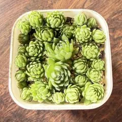 センペルビウム　小苗のサムネイル