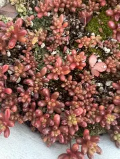 多肉植物　虹の玉　セダム　15個