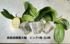 胡蝶蘭ピンク1株・串間洋蘭白大輪2株・花後の苗合計3株・高級胡蝶蘭③のサムネイル
