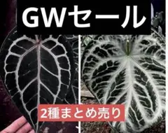 15 アンスリウム　ミシェル×SKGシルバー Yahoo!オークション - 「アンスリウム ミッシェル」花、園芸の落札相場