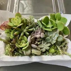 多肉植物,セダム,寄せ植えセット,カット苗