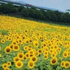 hudie様　確認用