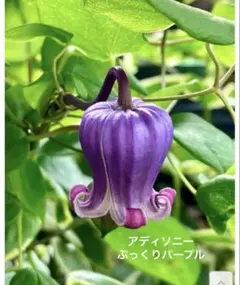 ⑤M4 ミックス S0、 S1、 S2、 Mシリーズピンク - メルカリ