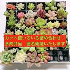 カット苗いろいろ詰め合わせ36種 多肉弁当　匿名発送いたします◎