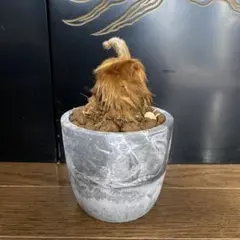 キンモウコウのサムネイル