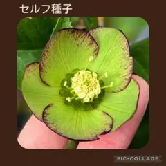 セルフ種子□#513□広瀬園芸 ブラウン クリスマスローズ - メルカリ