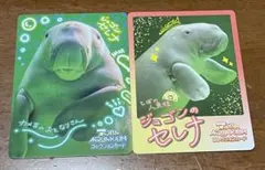 鳥羽水族館 コレクションカード VOL1 レア セイウチ - メルカリ