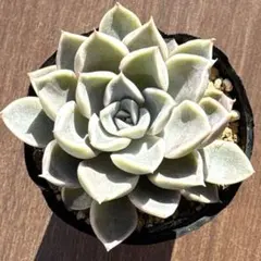 さくら（おまとめ出来ません）様 リクエスト 2点 まとめ商品