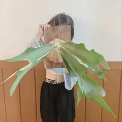 値下げ日　ビカクシダ　ワリチー　大株 42板付け ビカクシダ ワリチー Platycerium wallichii - メルカリ