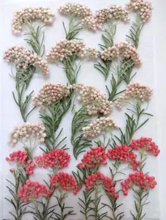 Item thumbnail for item 7125039c-187d-42fb-bcd6-8fe5e4a46695