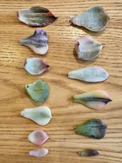 し*桜様 錦品種　葉挿し苗セット