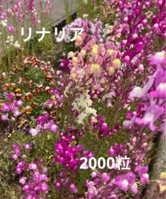 ぴ様 リクエスト 2点 まとめ商品