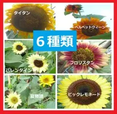 ６種類 ひまわりの種　【種子】