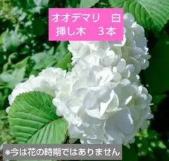 2026年最新】オオデマリ 苗の人気アイテム - メルカリ